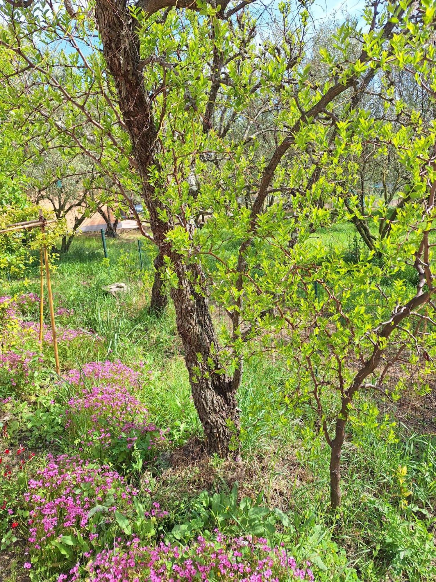 Apartmani Ulivi Izola Buitenkant foto